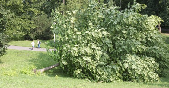 Ve zlínském parku Svobody se vyvrátil strom. (14. ervence 2011)