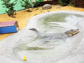 Ošetřovatelé vypouštějí jednoho ze samců aligátora severoamerického do jezírka