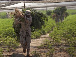 Podle armády je na nich moné vypstovat kolem 120 tun marihuany v hodnot 160