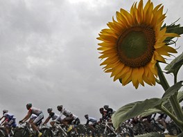 cyklistick peloton v prbhu 11. etapy Tour de France