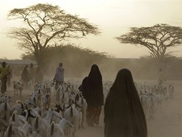 Somlt uprchlci vedou sv kozy do tbora Dadaab v Keni (10. ervence 2011)