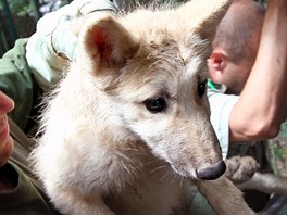 Dv z vlat v brnnsk zoo byla oipovna, odervena, naokovna a bylo u nich