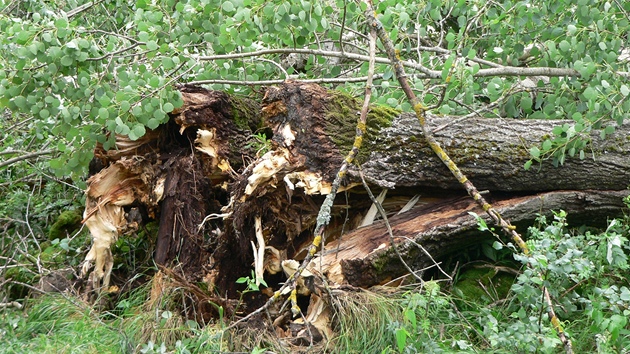 umava po stedení boui. Nejhorí situace je na Modravsku, Práilsku a na