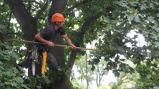 David Hora s kolegy pracuje na ozdravování stromů v Jihlavě. Nejvíce dřevin bude ošetřeno v parcích. Odborníci se zaměří i na zeleň ve školkách, školách a na hřbitovech.
