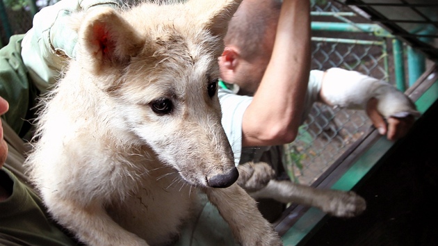 Dv z vlat v brnnské zoo byla oipována, odervena, naokována a bylo u nich