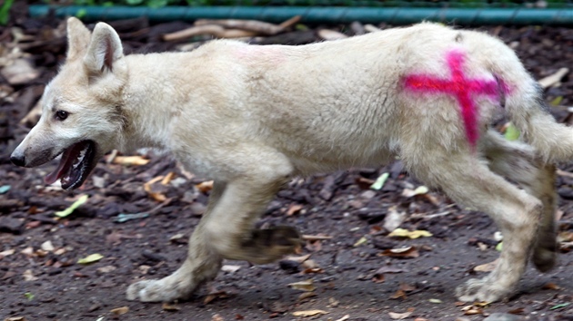 Dv z vlat v brnnské zoo byla oipována, odervena, naokována a bylo u nich