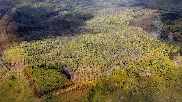 Letecký snímek okolí Bezníku na umav. I tady u stromy zasáhl krovec.
