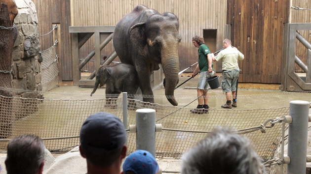 Ostravsk slonice Johti se svou dcerkou Rashmi pi oistn koupeli.