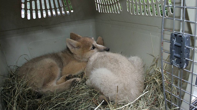 Brnnské zoo se daí chov smeky vlka arktického - kadoron se v ní narodí kolem deseti mláat.