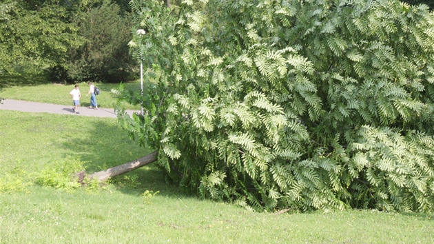 Ve zlínském parku Svobody se vyvrátil strom. (14. ervence 2011)