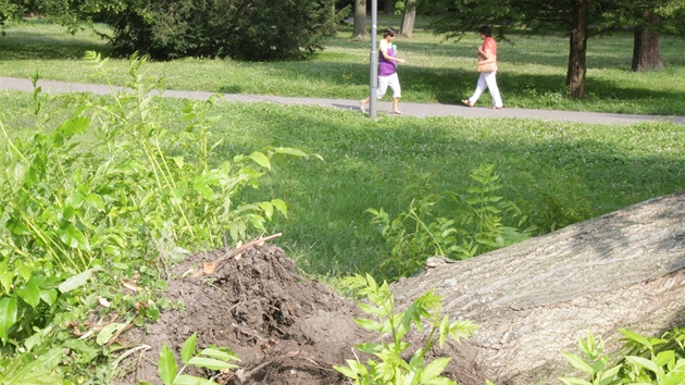 Ve zlínském parku Svobody se vyvrátil strom. (14. července 2011)
