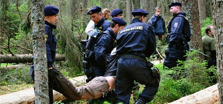 Takto policisté v uplynulých dnech vyvádli aktivisty z lesa, dnes je budou muset dostat dol z korun strom.