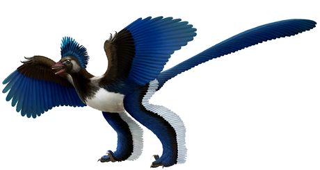 Rekonstrukce domnlé podoby druhu Xiaotingia zhengi, ili píbuzného, který Archeopteryxe zejm pipraví o jeho titul prvního zástupce pták.