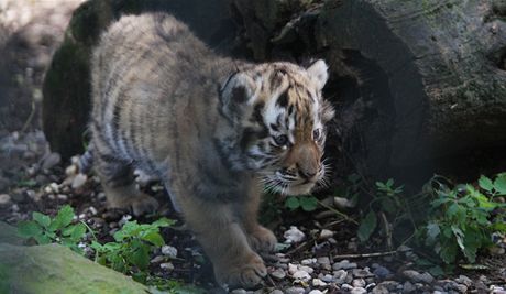 Ostravsk zoo v sobotu ktila tyg trojata. Koata se narodila 2. ervna a