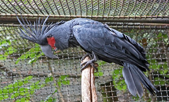 Do nového pavilonu se po jeho postavení pesunou napíklad i papouci kakadu palmoví. (Ilustraní snímek)