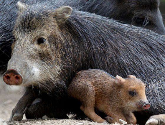 V brnnské zoologické zahrad se ve stedu narodilo prasátko pekari blobradého.