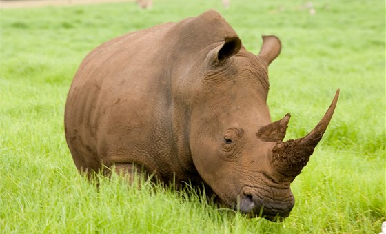 TELEOBJEKTIV: Fotografování nosoroce v pírod vyaduje delí ohnisko 