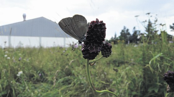 Motýl modrásek na kvtu rostliny krvavec toten