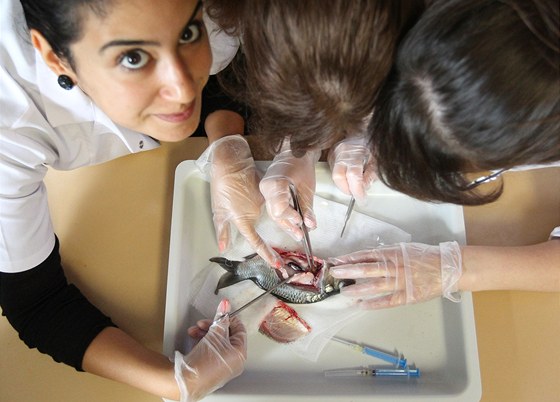 Letní kola Veterinární hygieny - na snímku sturentka z Turecka Bahar Onaran