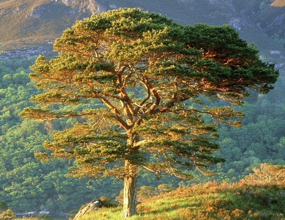 Borovice lesní (Pinus sylvestris) - . Dorstá a 50 metr výky. Celkový tvar