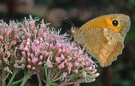 Sadec konopá (Eupatorium cannabinum) - V pozdním lét se na vrcholu lodyhy