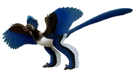 Rekonstrukce domnělé podoby druhu Xiaotingia zhengi, čili příbuzného, který Archeopteryxe zřejmě připraví o jeho titul prvního zástupce ptáků.