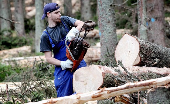 V místech, kde devai kácí stromy napadené krovcem, je nahláena bomba.