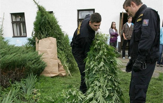 Takto policie zabavovala rostliny konopí na zahradě Dušana Dvořáka v září 2010. Dopoledne se zde uskutečnil už třetí policejní zásah.