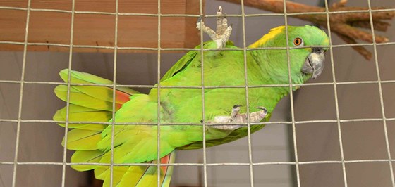 Jeden ze vzácných papouk, kterého celníci zajistili pi domovních