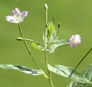 Vrbovka malokvtá (Epilobium parviflorum) - Vrbovek je celá ada druh, z toho