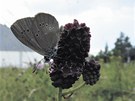 Motýl modrásek na kvtu rostliny krvavec toten