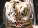 Ostravská zoo v sobotu křtila tygří trojčata. Koťata se narodila 2. června a