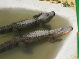 Souástí parku jsou i iví krokodýli.