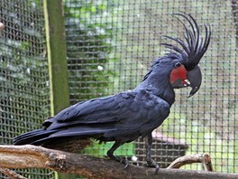 V jihlavské zoo našli nové útočiště papoušci zabavení pašerákům a nelegálním