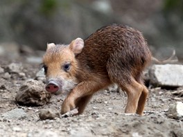 V brnnsk zoologick zahrad se ve stedu narodilo prastko pekari blobradho.