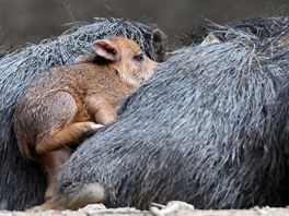 V brnnsk zoologick zahrad se ve stedu narodilo prastko pekari blobradho.