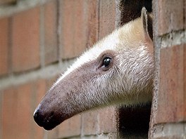 Zvdavý mraveneník vyhlíí ze svého výbhu v dortmundské zoologické zahrad.