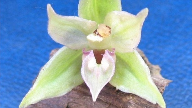 Kru�tík ostrokv�tý