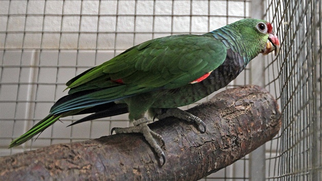 V jihlavské zoo nali nové útoit papouci zabavení paerákm a nelegálním