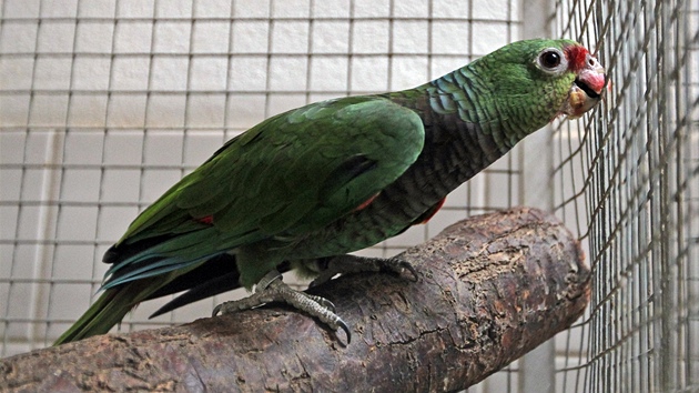 V jihlavské zoo nali nové útoit papouci zabavení paerákm a nelegálním