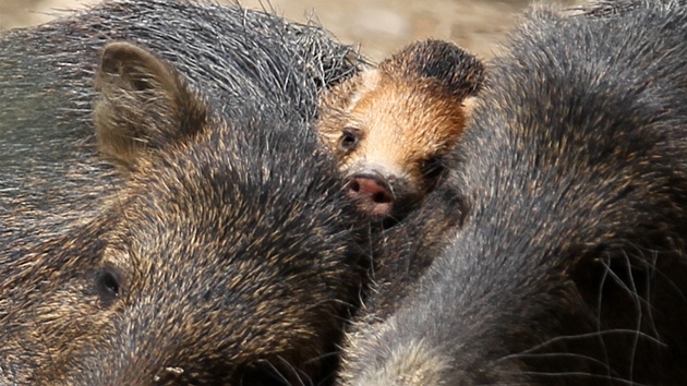 V brnnské zoologické zahrad se ve stedu narodilo prasátko pekari blobradého.