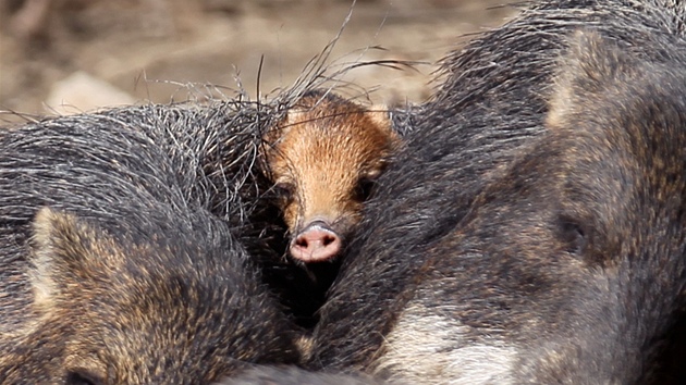 V brnnské zoologické zahrad se ve stedu narodilo prasátko pekari blobradého.