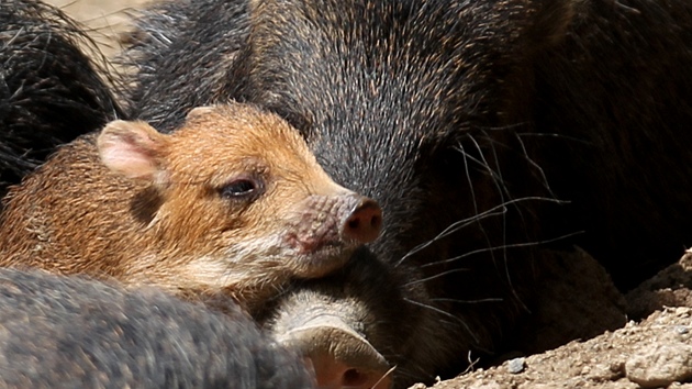 V brnnské zoologické zahrad se ve stedu narodilo prasátko pekari blobradého.