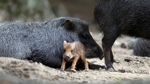 V brnnské zoologické zahrad se ve stedu narodilo prasátko pekari blobradého.