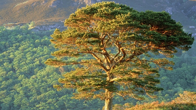 Borovice lesní (Pinus sylvestris) - . Dorůstá až 50 metrů výšky. Celkový tvar