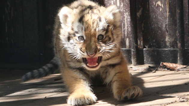 Ostravská zoo v sobotu ktila tygí trojata. Koata se narodila 2. ervna a