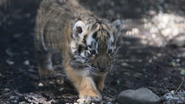 Ostravská zoo v sobotu ktila tygí trojata. Koata se narodila 2. ervna a