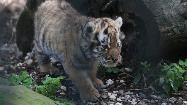 Ostravská zoo v sobotu ktila tygí trojata. Koata se narodila 2. ervna a