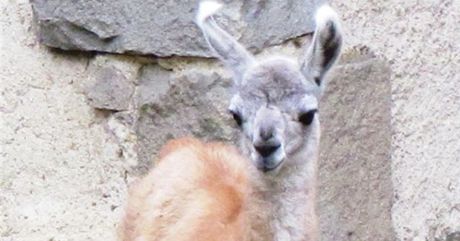 Lama guanicoe se po jedenctimsn bezosti narodila matce v jihlavsk zoo.