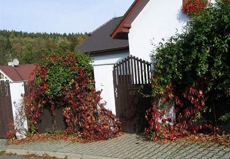 Popínavky (písavník) plot krásn doplní barevn, zvlát na podzim, kdy se...